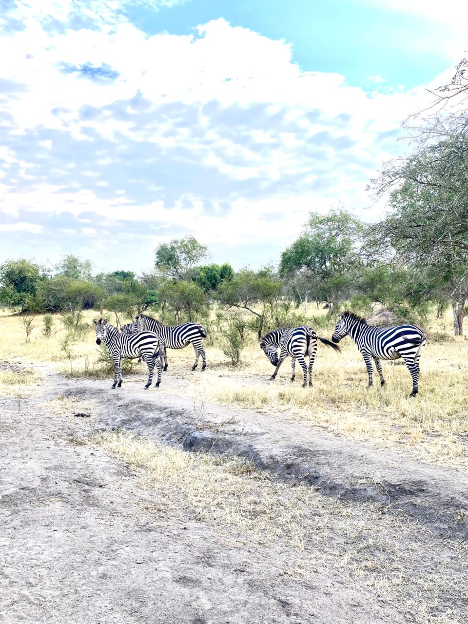 Lake Mburo Safari - Walking among zebras