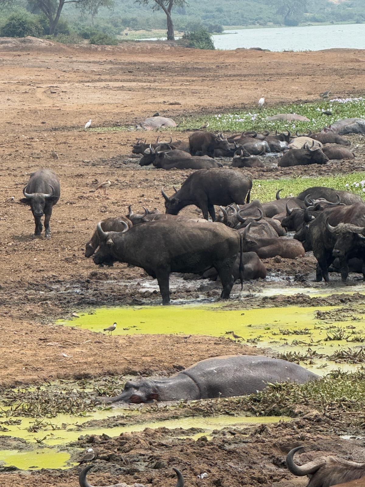 Buffalo Herd in Queen Elizabeth