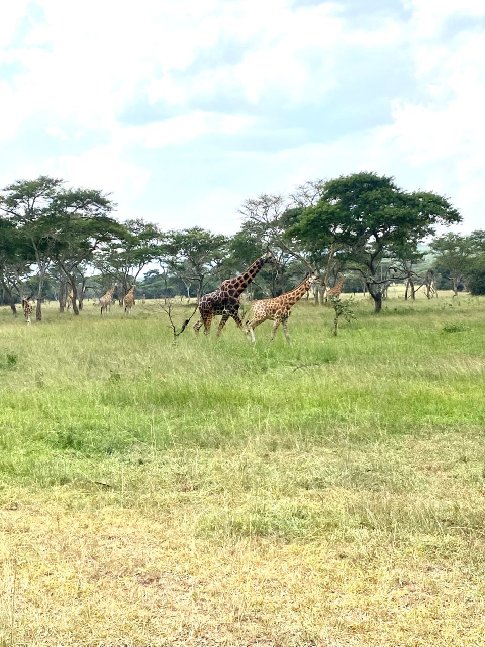 Murchison Falls Safari