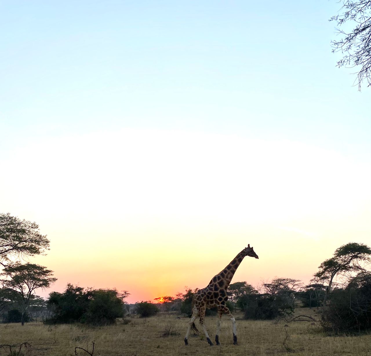 Wildlife safari experience