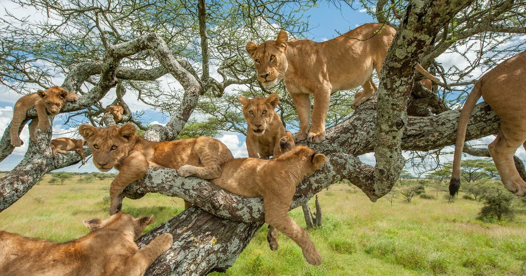Queen Elizabeth Wildlife - Tree-climbing lions