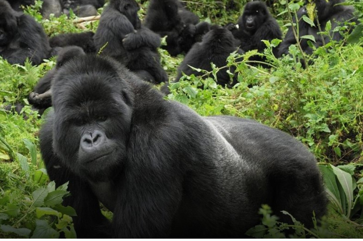 Mgahinga Gorilla National Park