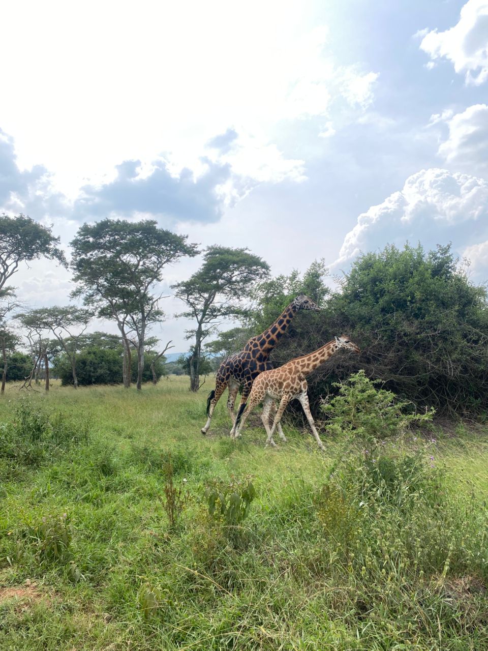 Giraffes in Murchison Falls
