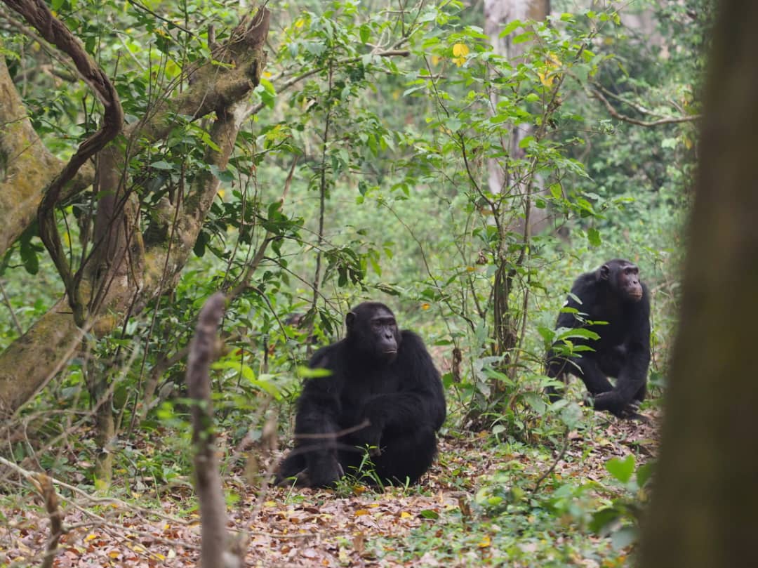 Kibale Chimpanzee Tracking - Primate capital